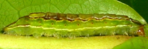 Larvae
